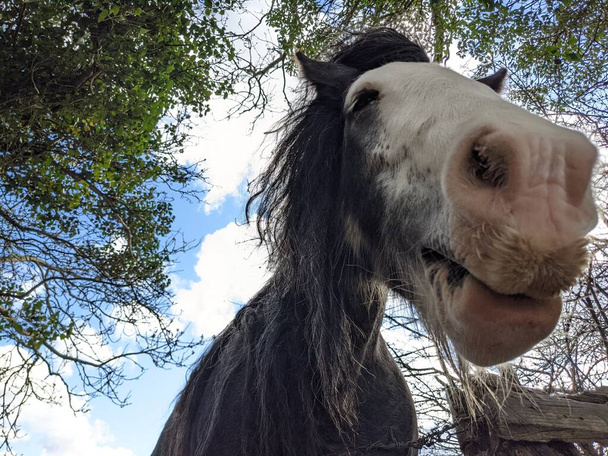 Primer plano retrato de hermoso caballo tinker con melena larga  - Foto, imagen