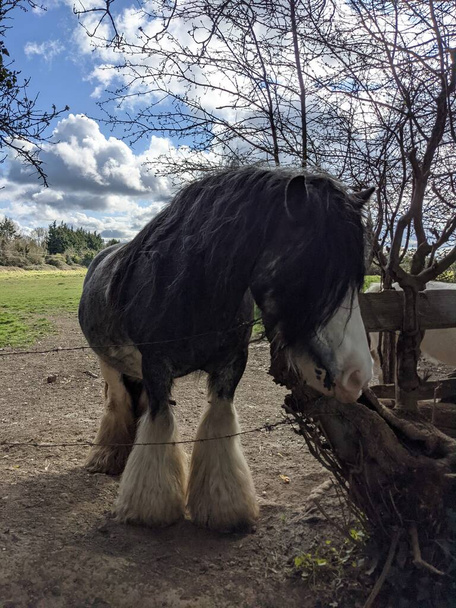 Hermoso caballo hojalatero blanco y negro con melena larga caminando libre en el patio  - Foto, imagen