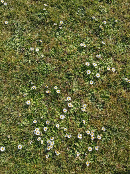 Přírodní pozadí s malými bílými květy na zelené louce - Fotografie, Obrázek
