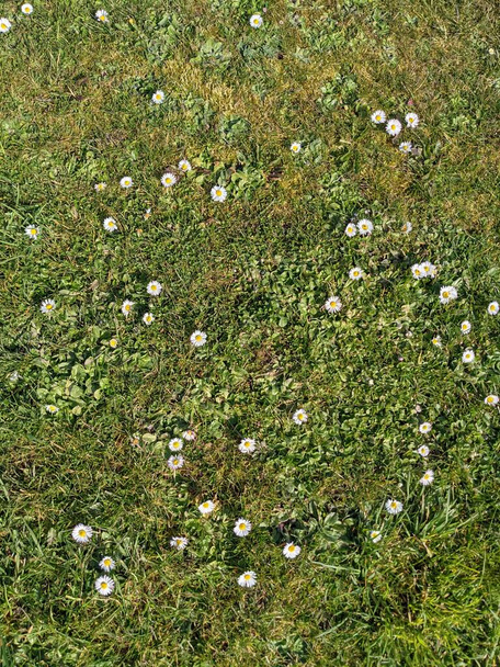 Φυσικό φόντο με μικρά λευκά λουλούδια σε ένα καταπράσινο λιβάδι - Φωτογραφία, εικόνα