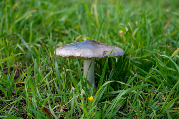 A lone porcini mushroom in tall grass in the forest. Mushroom picking season. Close-up. - Photo, Image