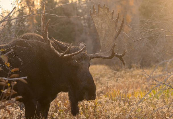 秋にはグランド・テトン国立公園ワイオミング州で牛のムース - 写真・画像