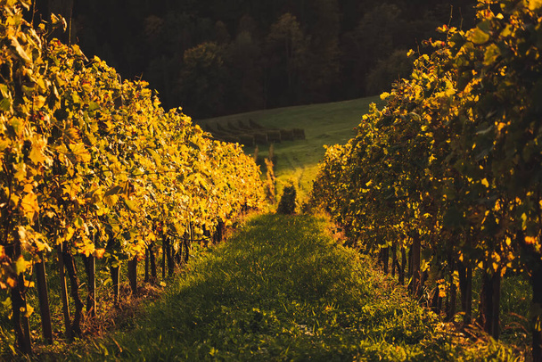 Vineyards row in Slovenia - Foto, Bild