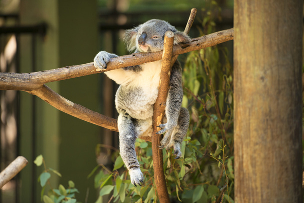 Koala by itself eating.  - Fotó, kép