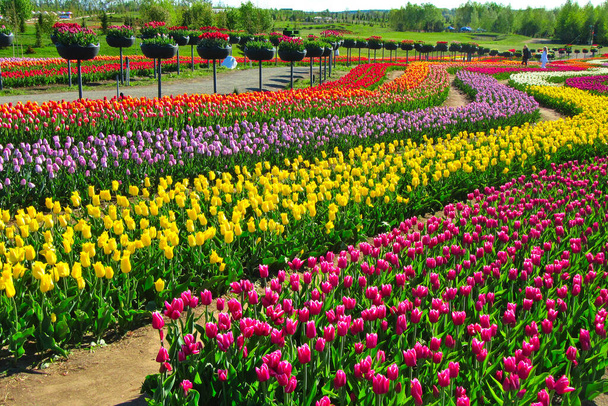 Kijów, Ukraina - 12 maja 2021: Ogromne pole jasnych, kwitnących tulipanów w parku miejskim. Piękno kwitnącego pola. Wiosenne kwiaty w ciepły słoneczny dzień. 325 dni przed inwazją Rosji na Ukrainę. - Zdjęcie, obraz