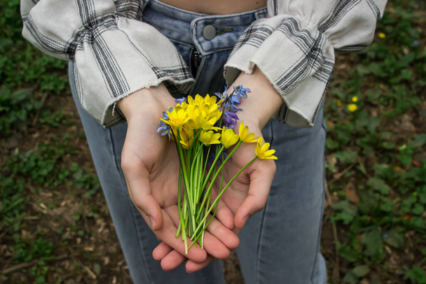 Las manos de las mujeres sostienen un pequeño ramo de flores amarillas. Primeras flores de primavera. Primavera temprana - Foto, imagen
