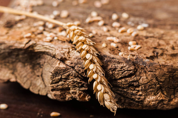 fresh wheat grains wheat ears - Photo, Image