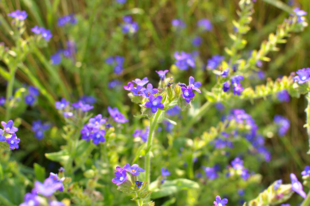 Anchusa florece en la naturaleza en el prado - Foto, Imagen