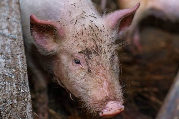 Heureux cochon sale se délectant de boue. Petit cochon souriant à la ferme, gros plan de la tête de cochon, grandes oreilles. - Photo, image