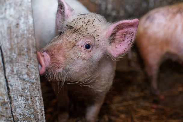 Gelukkig vies varken dat in de modder zwelt. Klein lachend varken op de boerderij, close-up van varkenskop, grote oren. - Foto, afbeelding