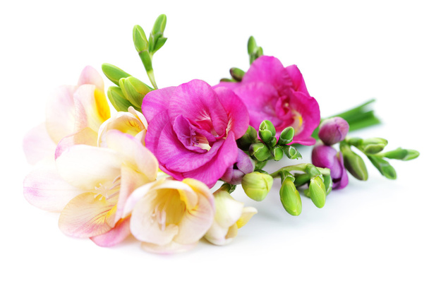 flores de freesia
 - Foto, Imagen
