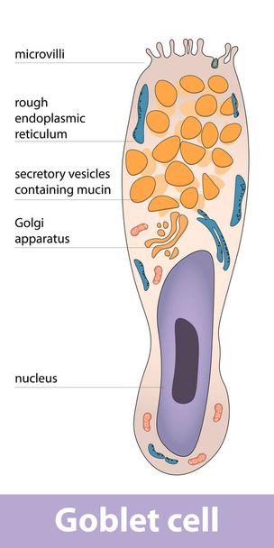 Esquema detalhado da estrutura celular do cálice secretor de muco. - Vetor, Imagem