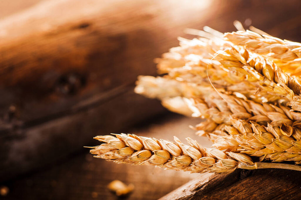 wheat grain on the table. - 写真・画像