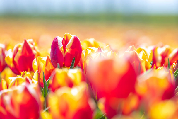 Kwitnące kolorowe holenderskie żółte czerwone tulipany pole kwiatu pod błękitnym niebem. Zeeland, Holandia - Zdjęcie, obraz