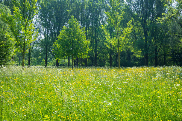 Летом поля под голубым небом окрашивались в желтый цвет. Buytenpark Zoetermeer, Нидерланды - Фото, изображение
