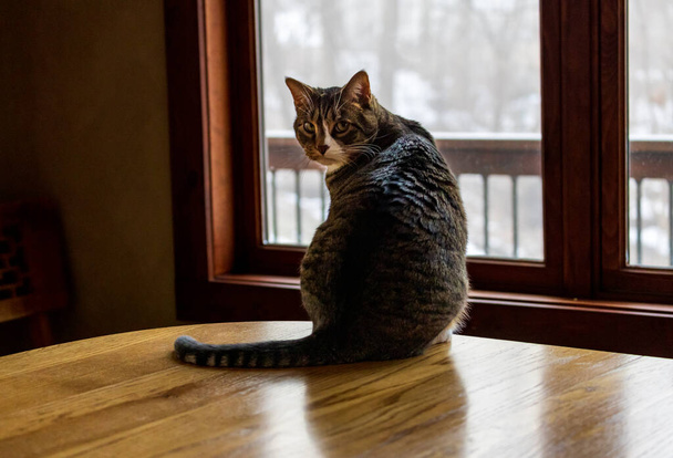 Χαριτωμένη γάτα κάθεται στο τραπέζι κοιτάζοντας πάνω από τον ώμο σε έκπληξη - Φωτογραφία, εικόνα