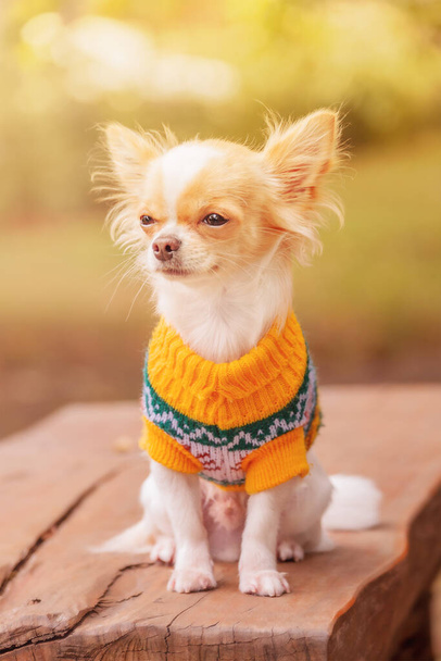 Weiße Chihuahua-Welpen mit roten Flecken auf der Bank. Haustier. Chihuahua im gelben Pullover. - Foto, Bild