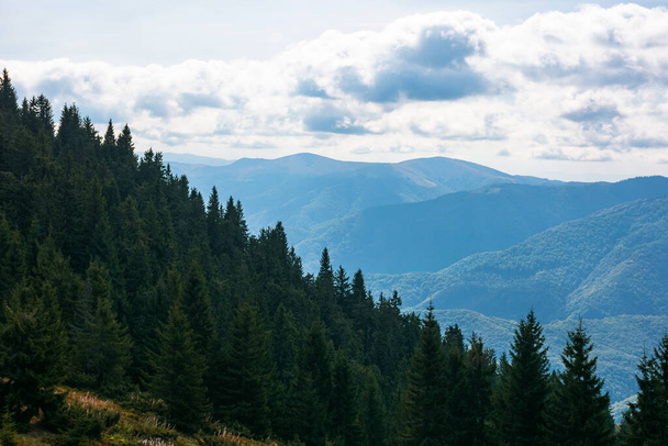 beautiful landscape of carpathian mountains. coniferous trees on the steep grassy hills. beautiful nature background  - Foto, immagini
