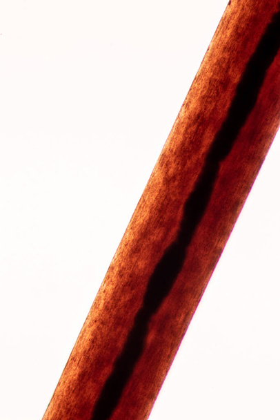 Kenmerken van de haarcel van de mens onder microscoop uitzicht voor onderwijs in het laboratorium. - Foto, afbeelding