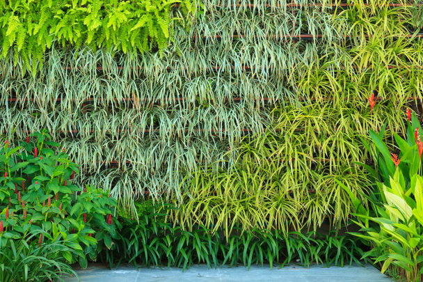 függőleges kert - Fotó, kép
