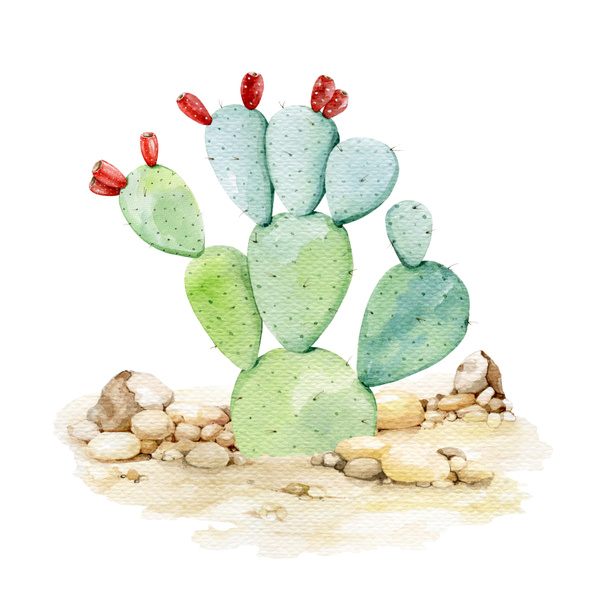 Szúrós körte kaktuszok a sivatagi háttérben. Akvarell illusztráció. Organikus opuntia növény a homokos tájon. Zöld kaktusz sivatagi növény akvarell elem - Fotó, kép