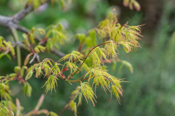 Nuevas hojas de arce japonés Acer palmatum dissectum - Foto, imagen