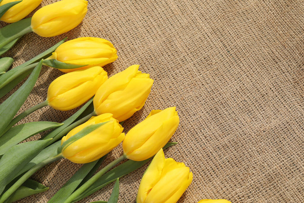 жовті тюльпани на бежевому мокрій тканині. місце для тексту
 - Фото, зображення