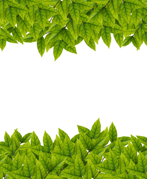 foglie verdi su sfondo bianco - Foto, immagini