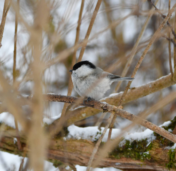 Rare Willow tit in winter - Photo, Image