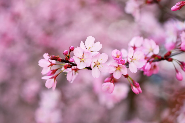 Blooming pink flowers of japanese cherry tree - Fotografie, Obrázek