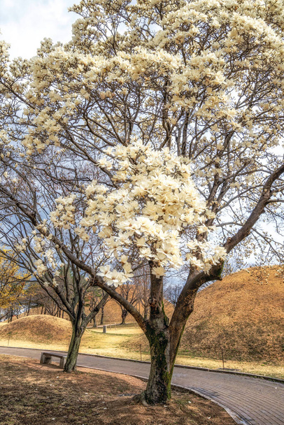 Complejo de tumbas Daereungwon en Gyeongju Corea del Sur tomada con flores de magnolia kobus floreciendo en primavera. - Foto, imagen