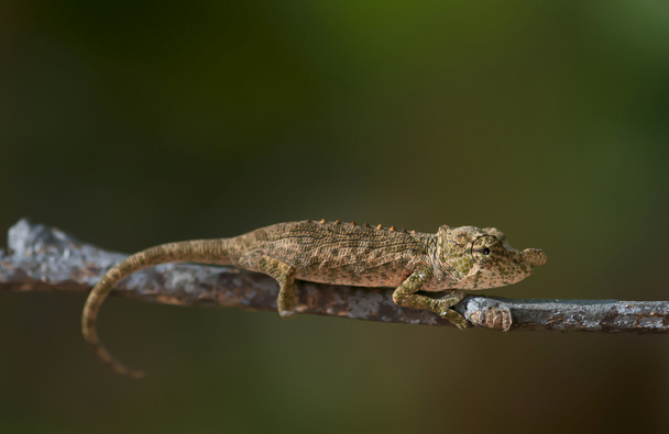 Little chameleon on the branches of a tree - Фото, зображення