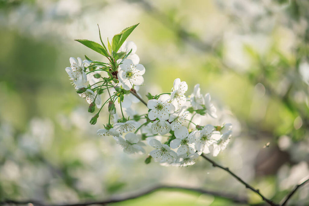 Cherry flowers frame - Фото, зображення