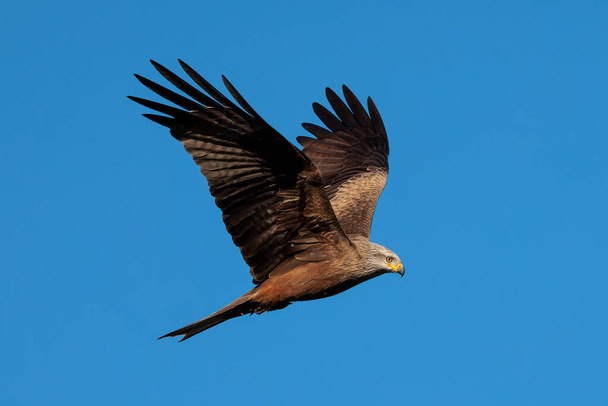 Cometa negra (Milvus migrans). Aves en su entorno natural. - Foto, imagen