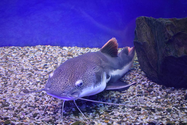 This is a sheat-fish (Phractocephalus hemioliopterus), photographed in an aquarium. - Photo, Image
