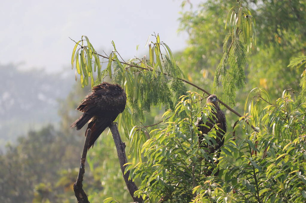 An Indian Black Kite cleaning the wing feathers, perched on a dry tree branch among green trees around. It is also called Milvus Migrans, a common variety in India - Photo, Image