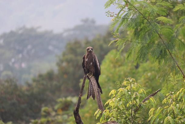 An Indian Black Kite looking straight, perched on a dry tree branch among green trees around. It is also called Milvus Migrans, a common variety in India - Photo, Image