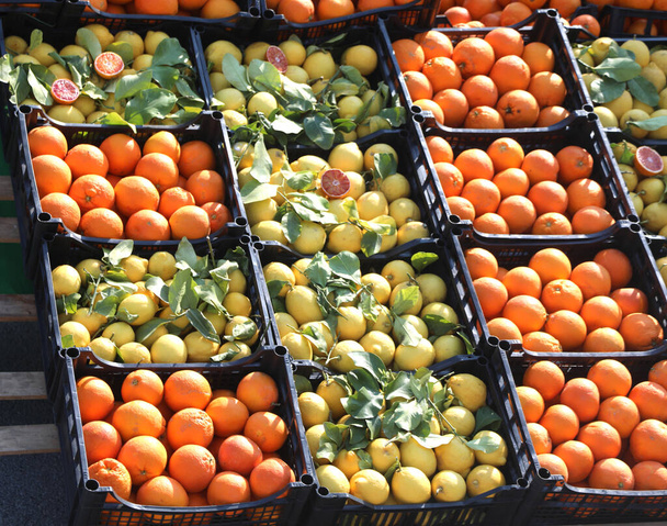 lotes de caixas de frutas cítricas com laranjas maduras e limões amarelos para venda na casa de vegetação no mercado de frutas e vegetais ao ar livre - Foto, Imagem