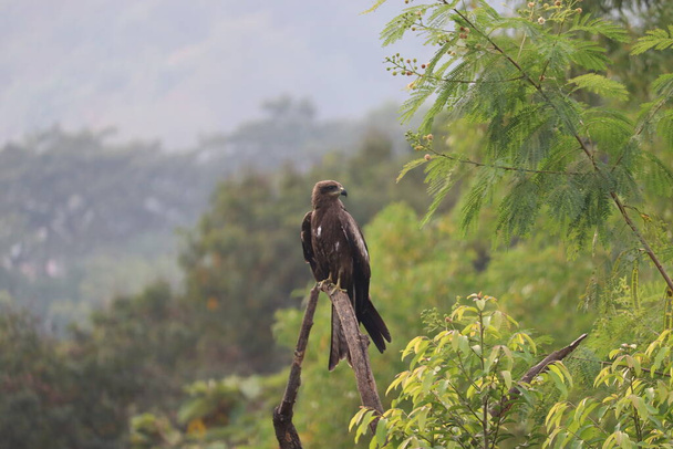 An Indian Black Kite looking sideways, perched on a dry tree branch among green trees around. It is also called Milvus Migrans, a common variety in India - Photo, Image