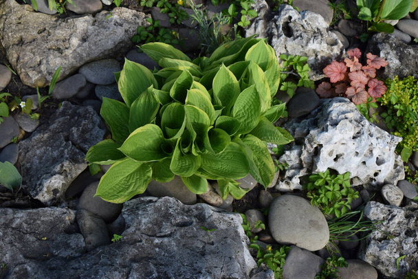 Hosta groeit in een schaduwtuin. Witte hosta Mediovariegata in samenstelling met bergenia bladeren en grote stenen. Jonge Hosta planten in de tuin in het voorjaar zonnige dag - Foto, afbeelding