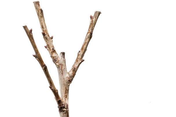 Pequeñas ramas de un ciruelo sin hojas, aisladas sobre un fondo blanco. - Foto, imagen