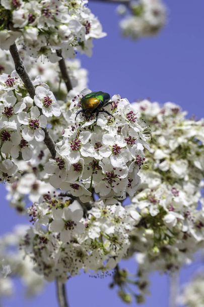 Flowering branch of a pear with white flowers and copper bronze beetle on them on a blurry background. - Photo, Image