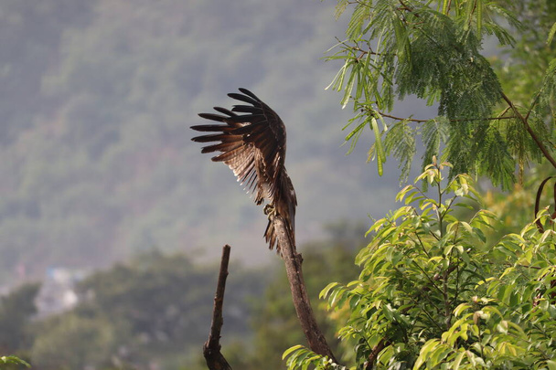 An Indian Black Kite spreading its wings to dry the wet feathers after the summer rain, perched on a dry tree branch among green trees around. It is also called Milvus Migrans, a common variety in India - Photo, Image
