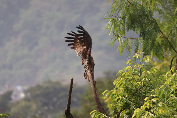 An Indian Black Kite spreading its wings to dry the wet feathers after the summer rain, perched on a dry tree branch among green trees around. It is also called Milvus Migrans, a common variety in India - Photo, Image