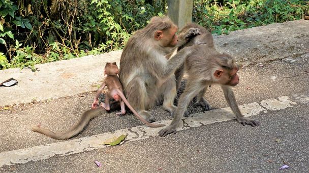 Ινδική οικογένεια πιθήκων με το νεογέννητο μωρό τους - Φωτογραφία, εικόνα