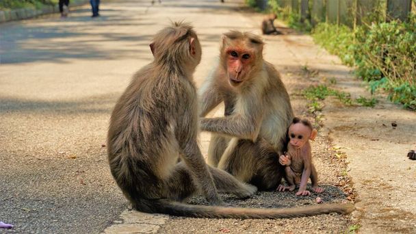 Indian Monkey rodziny z ich nowonarodzone dziecko - Zdjęcie, obraz