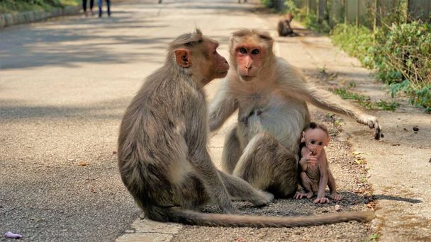 Indiai majom család a te újszülött baba - Fotó, kép
