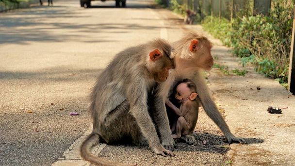 Neugeborenes Affenbaby mit Mutter und Vater - Foto, Bild