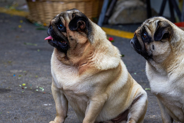 Close-up de dois pugs bonitos ao ar livre - Foto, Imagem
