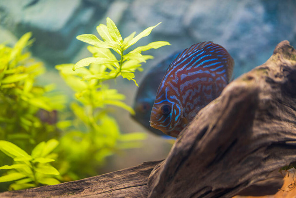Belle vue sur les magnifiques poissons d'aquarium de Discus Turks tigres. Suède. - Photo, image